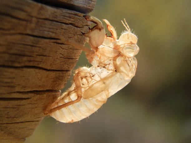 istock Insect exoskeleton in a wooden log 1311680974