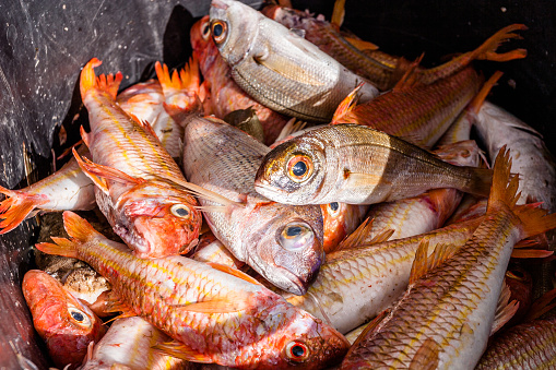 Formentera. Mullus barbatus and other fish species freshly caught.