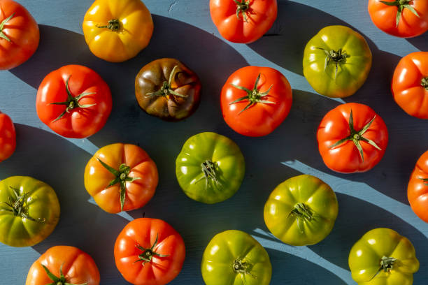 istock Fresh and organic, green, yellow and red tomatoes. 1311681793