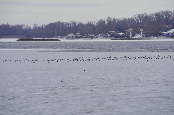 istock Birds winter on ice on a frozen river 1311681898
