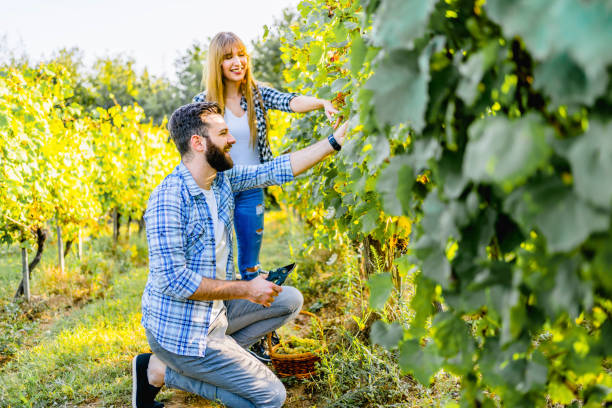 istock Couple picking grapes in the vineyard 1311681929