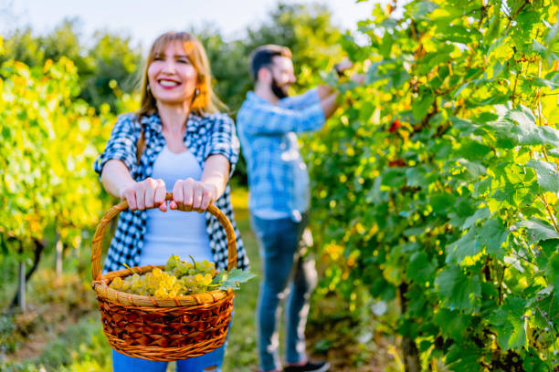 istock Young woman holding grape basket 1311681945