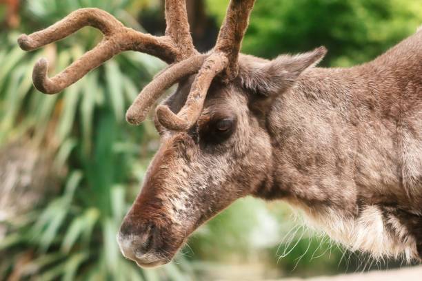istock Reindeer head, close-up, Rangifer Tarandus 1311682161