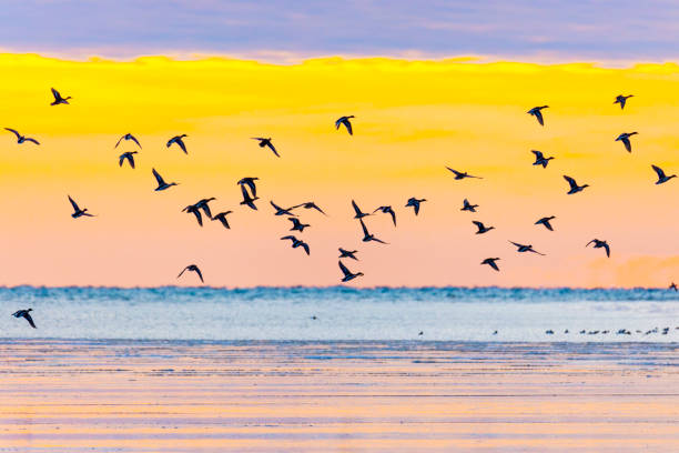 istock Many mallard ducks fly over Lake Michigan at dawn. 1311682193