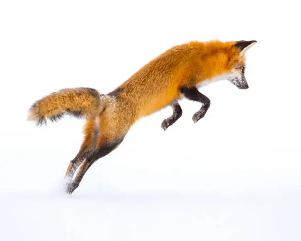 Pouncing red fox perfectly isolated on background of pure white snow. In the winter, he has to hunt all day long just to survive.