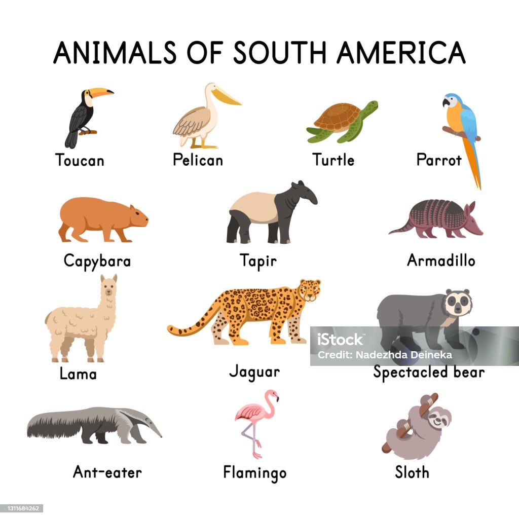 South Of American Animals Toucan Pelican Turtle Parrot Capybara Tapir Llama Jaguar Spectacled Bear Flamingo Sloth Armadillo Anteater On A White Backgroundflat Cartoon Illustration Stock Illustration - Download Image Now - iStock South Of American Animals Toucan Pelican Turtle Parrot Capybara Tapir Llama Jaguar Spectacled Bear Flamingo Sloth Armadillo Anteater On A White Backgroundflat Cartoon Illustration Stock Illustration - Download Image Now - iStock