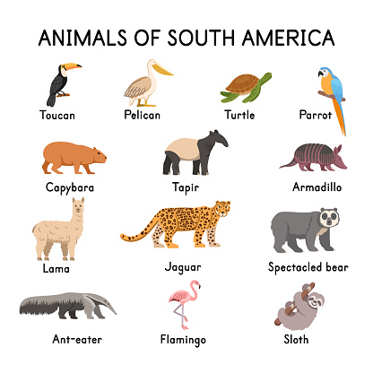 South Of American Animals Toucan Pelican Turtle Parrot Capybara Tapir Llama  Jaguar Spectacled Bear Flamingo Sloth Armadillo Anteater On A White  Backgroundflat Cartoon Illustration Stock Illustration - Download Image Now  - iStock