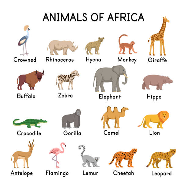 звери африки: гиена, жираф, зебра, слон, крокодил, горилла, лев, антилопа, фламинго, лемур, гепард, леопард, верблюд, буйвол, бегемот, носорог, к� - elephant animal isolated white background stock illustrations