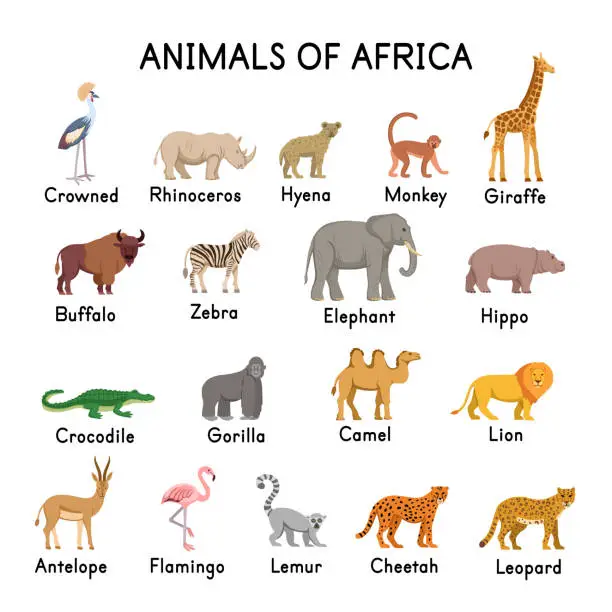 Vector illustration of Animals of Africa: hyena, giraffe, zebra, elephant, crocodile, gorilla, lion, antelope, flamingo, lemur, cheetah, leopard, camel, buffalo, hippo, rhinoceros, crowned crane on a white background.