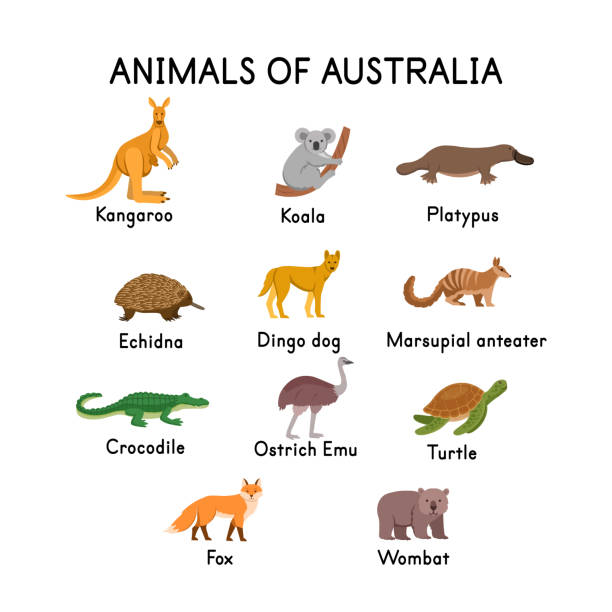 Animals of Australia: kangaroo, koala, platypus, echidna, dingo dog, crocodile, turtle, fox, wombat, ostrich Emu on a white background.Flat cartoon illustration for kids. Animals of Australia: kangaroo, koala, platypus, echidna, dingo dog, crocodile, turtle, fox, wombat, ostrich Emu on a white background.Flat cartoon illustration for kids. echidna isolated stock illustrations