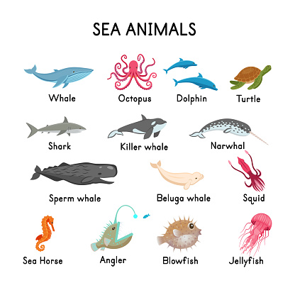 Sea Animals Whale Seal Killer Whale Sperm Whale Narwhal Beluga Octopus  Shark Dolphin Turtle Seahorse Jellyfish Angler Squid Blowfish On A White  Backgroundflat Cartoon Illustration Stock Illustration - Download Image Now  - iStock