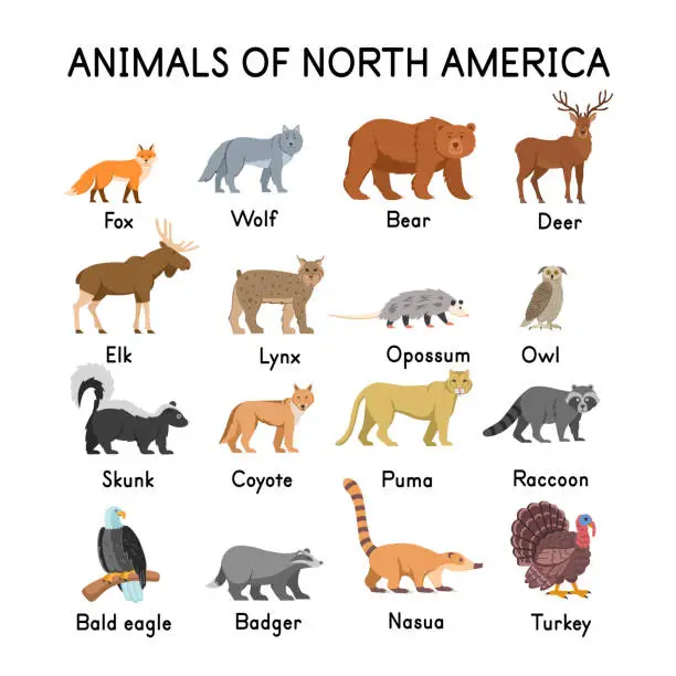 Vector illustration of Animals of North America: fox, wolf, bear, deer, elk, skunk, lynx, opossum, owl, coyote, cougar, raccoon, bald eagle, badger,  nasua, turkey on a white background.Flat cartoon illustration for kids.