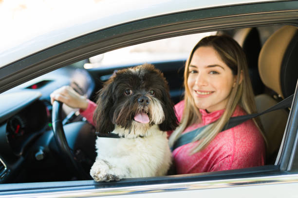 istock Cheerful adorable puppy going on a car ride with her owner 1311684539