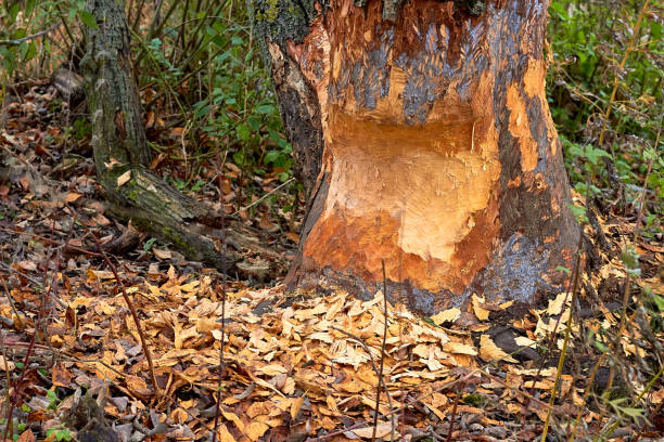 a árvore foi roida por castores. árvore caída com marcas de dentes de castor. tronco de árvore mordido por castores na margem do rio na floresta - working late - fotografias e filmes do acervo