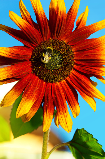 Beautiful sunflower velvet queen and little bee