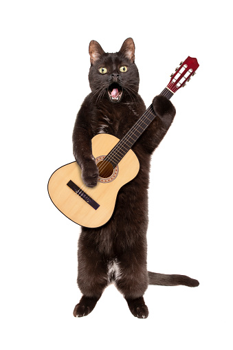 A full body image of a black cat standing on his back feet holding an acoustic guitar and singing.