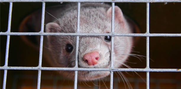 A caged farm mink looks through the bars. Fur farm. A gray mink in a cage looks through the bars. polecat stock pictures, royalty-free photos & images
