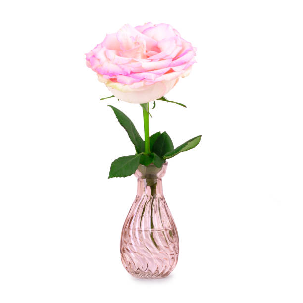 istock One mini rose in a vase isolated on white background 1311695550