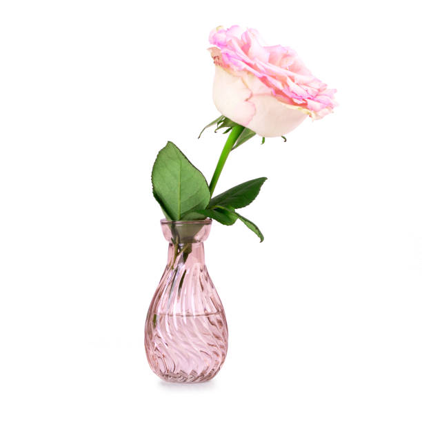 istock One mini rose in a vase isolated on white background 1311695569