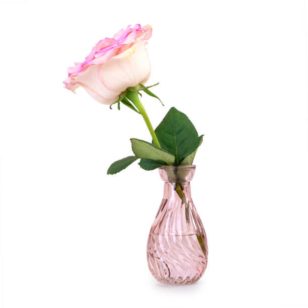 istock One mini rose in a vase isolated on white background 1311695585