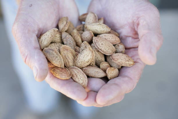 istock Freshly harvested almonds in farmer's hands. 1311695591