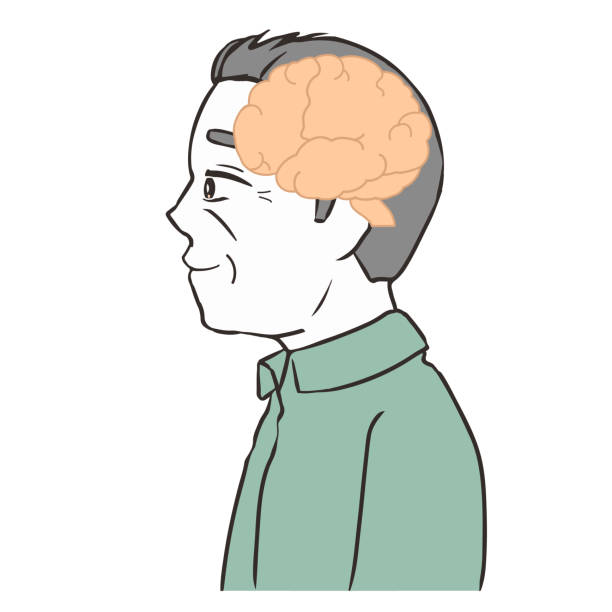 뇌의 단면, 노인 - parietal lobe stock illustrations