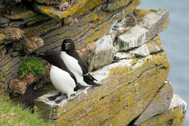 istock Common murre at their breeding place Latrabjarg 1311696518