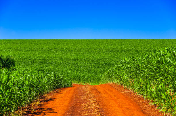 istock country road. beautiful rural landscape 1311700136