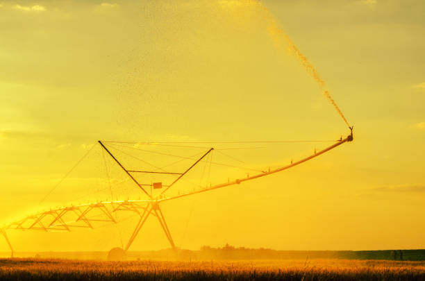 istock Irrigation system watering agricultural wheat fields in summer 1311701128