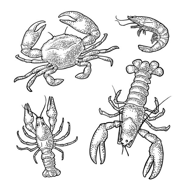 바다 동물 갑각류를 설정합니다. 랍스터, 게, 새우. 벡터 흑백 인그레이빙 - computer icon symbol sea life prepared crab stock illustrations