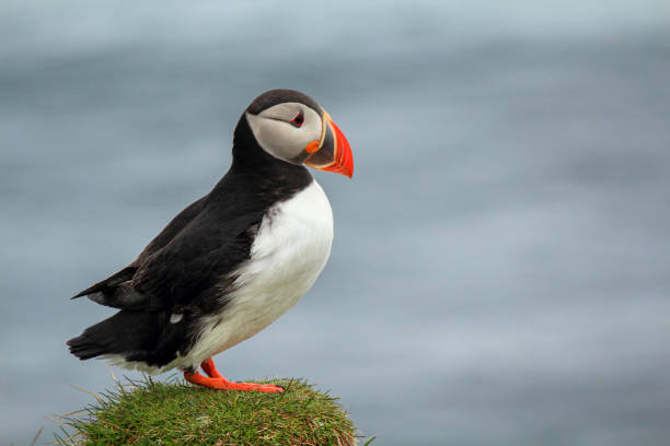 istock Atlantic puffin at their breeding place Latrabjarg 1311703943