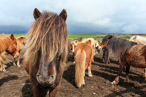 Portrait of brown Icelandic pony with long mane, North Iceland