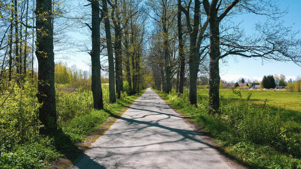 istock Avenue of trees in summer time. 1311706745