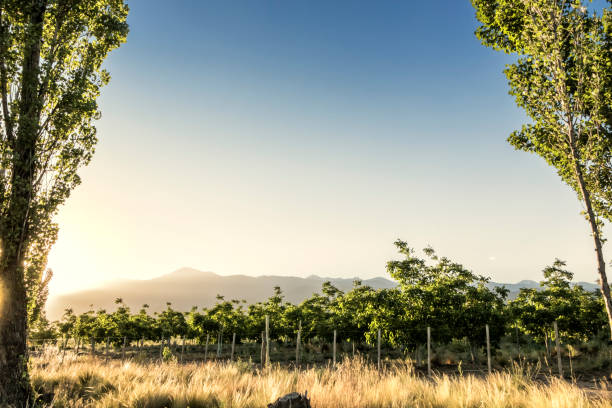 Walnut plantation. Tupungato, Mendoza, Argentina. Walnut cultivation at the foot of the Andes. Tupungato, Mendoza, Argentina. walnut grove stock pictures, royalty-free photos & images