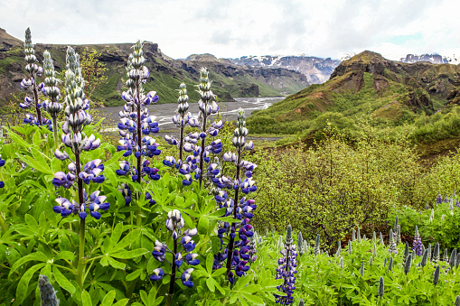 Arctic lupines in Thorsmork valley in Iceland