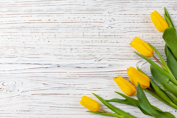 istock Five bright yellow tulips on a white wooden background 1311709370