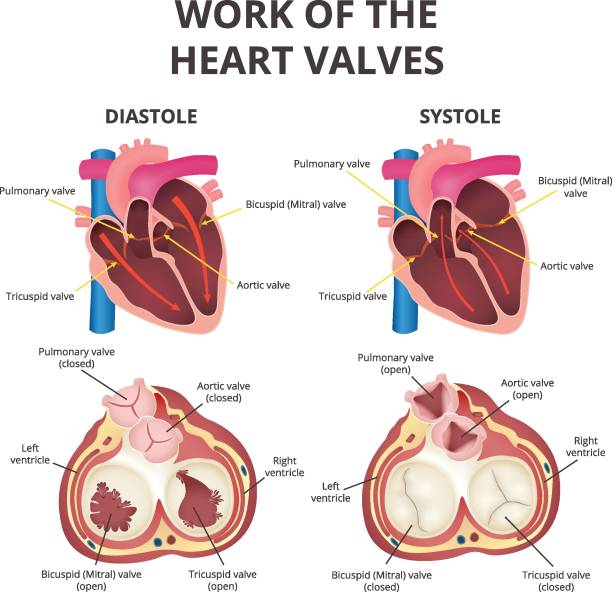 illustrations, cliparts, dessins animés et icônes de anatomie du cœur humain - valvule cardiaque