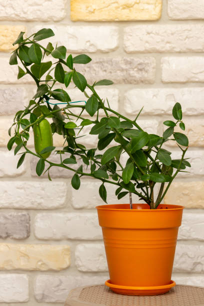 istock Young plant Faustrimedin, Microcitronella, hybrid between Microcitrus and Calamondin in a orange pot with unripe green fruits against decorative brick wall background. Indoor citrus tree growing 1311712594