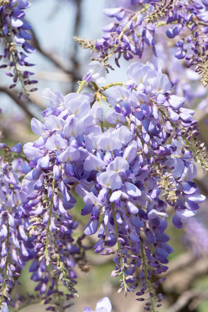 istock wisteria blooming 1311713180