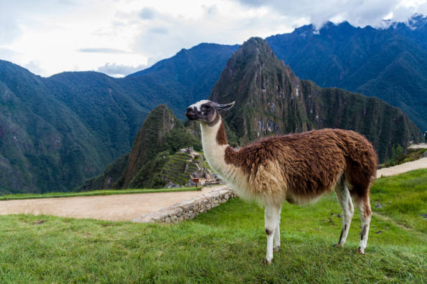 istock Lama at Machu Picchu ruins, Peru 1311713326