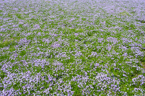 Small purple flowers nemophila. spring flowers background