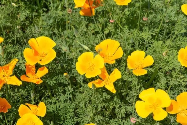 California Poppy (Eschscholtzia californica) in the field a lot