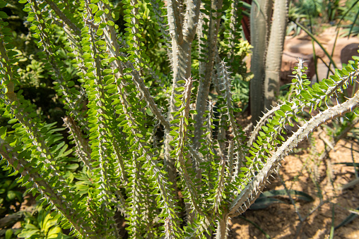 Cactus plant Alluaudia procera in garden
