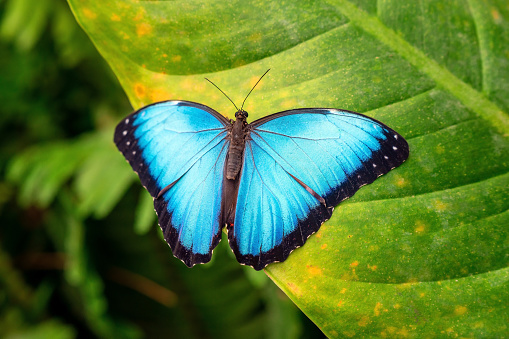 Blue Morpho butterfly (Morpho menelaus) on a leaf, Mindo cloud forest, Ecuador.