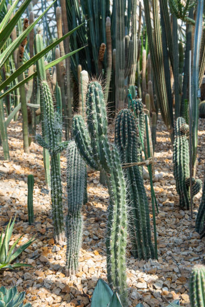 istock Group of cactus in a botanical garden 1311715593