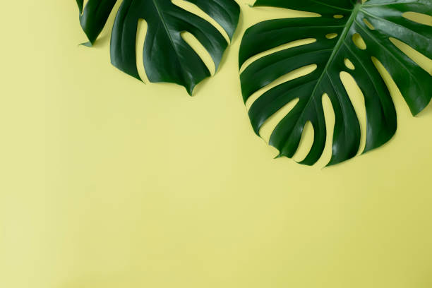 istock Flat lay with two Monstera palm green leaves on light green background 1311716541