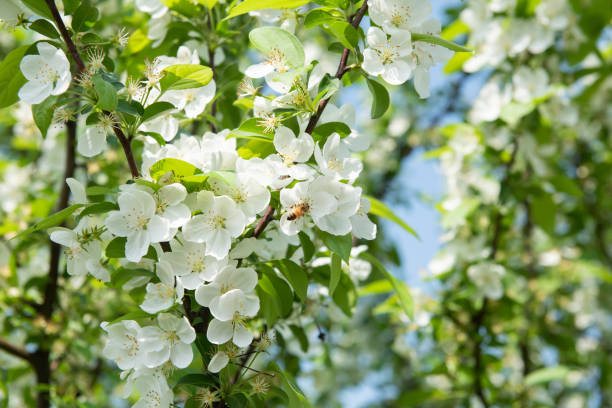 istock white crab apple flowers in the springtime 1311716662