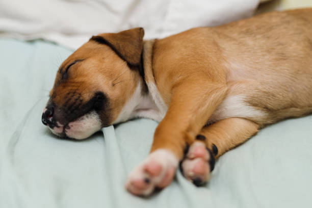 istock staffordshire bull terrier 1311717467