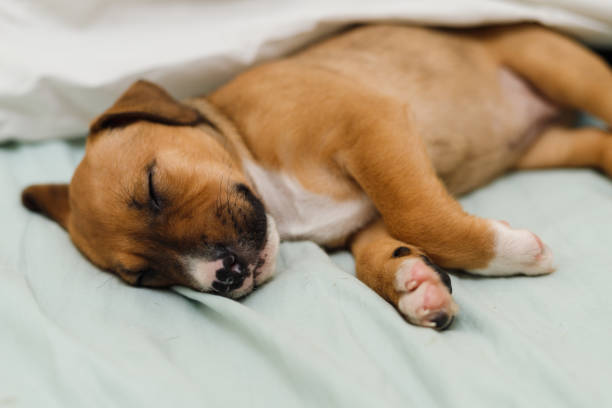 istock staffordshire bull terrier 1311717469