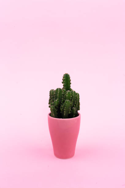 istock Background. Green cactus on a pink background in a pink pot. Abstraction. 1311717502